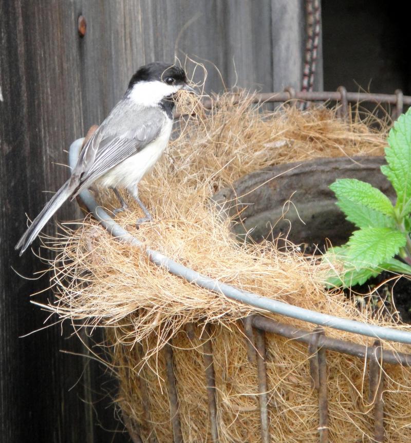 Black-capped Chickadee and Cone Flower (Peg Ackerson)