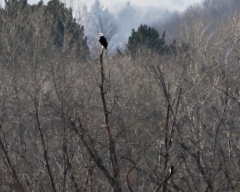 Perched Bald Eagle. 2012-02-11 Wilder, VT by Wayne Benoit