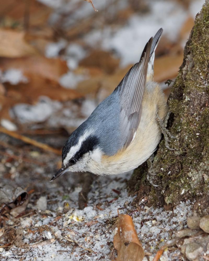 Red-breasted Nuthatch